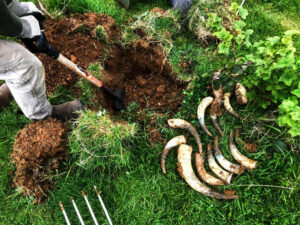 Qu’est-ce que la préparation BD500 en biodynamie ?