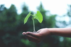 Les différences entre agriculture biologique, permaculture et biodynamie